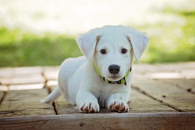pet