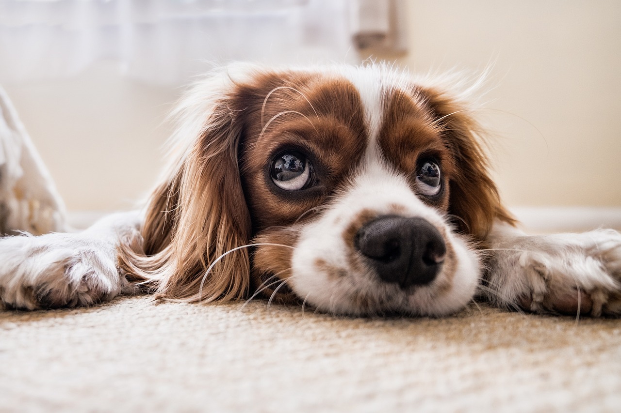 Navigating Pet Insurance With Pre-existing Conditions: Insights into Coverage Challenges